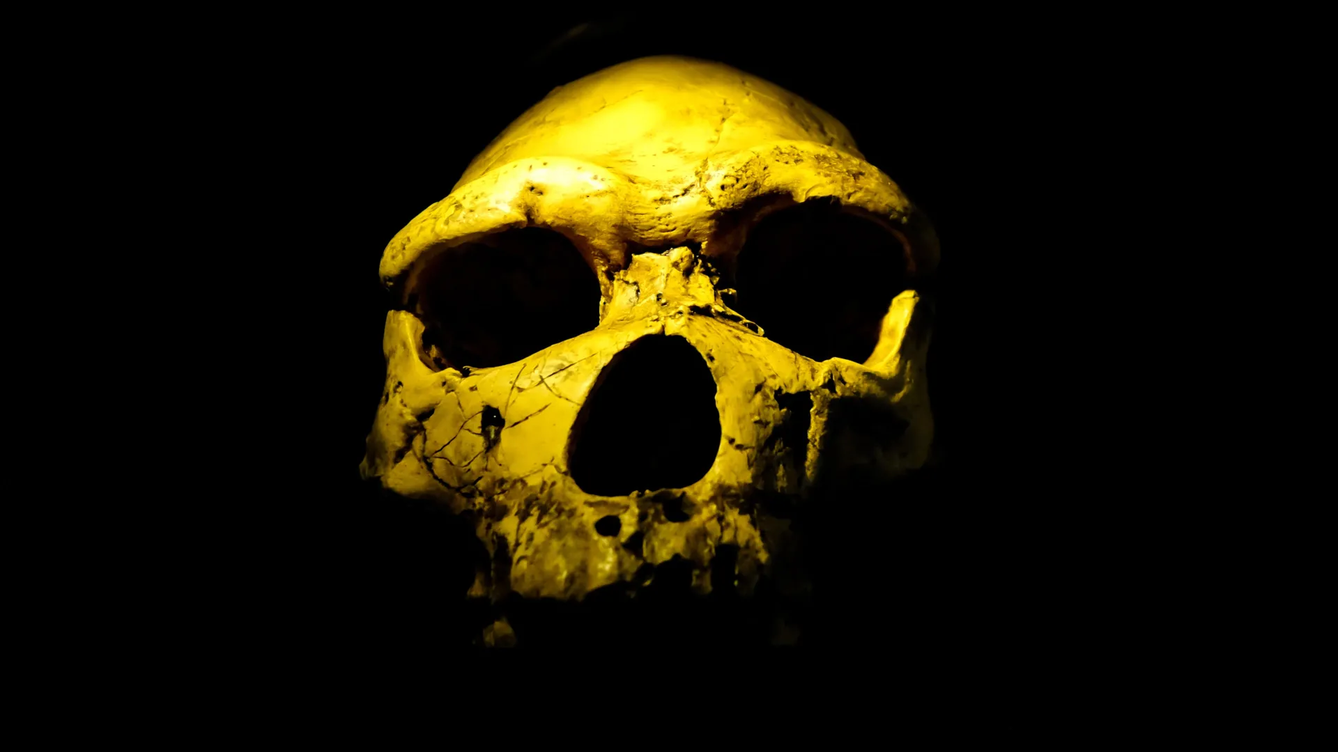 Homo erectus skull fragment found in Drimolen Cave