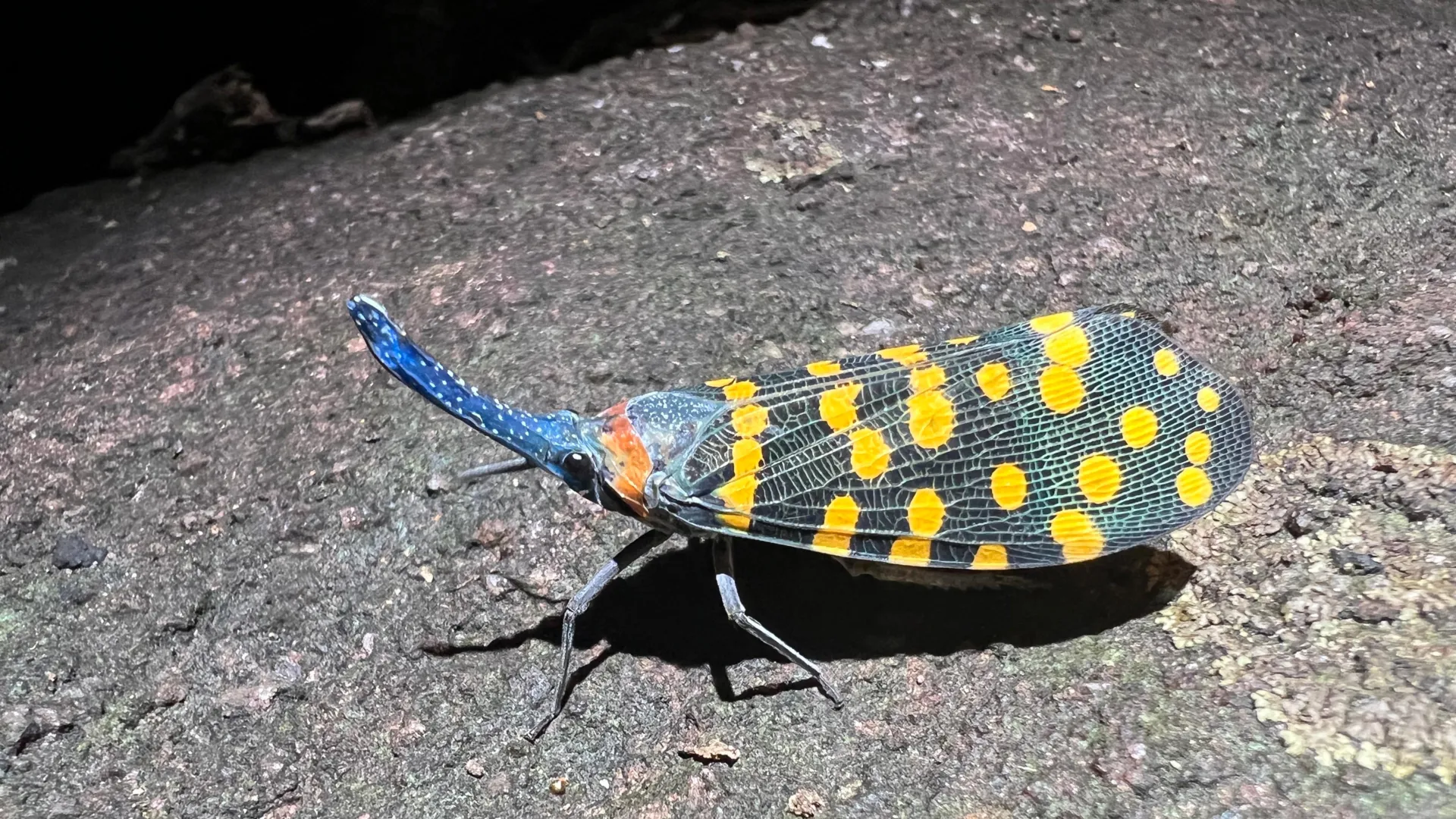 Newly discovered Indian lanternfly specimen representing accelerating species identification rates