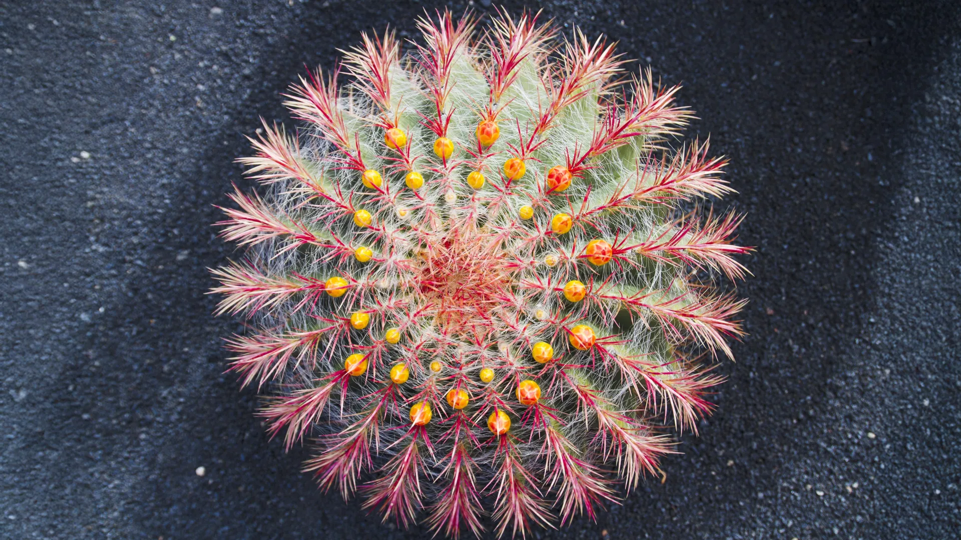 Colorful cactus varieties representing rapid cactus evolution research