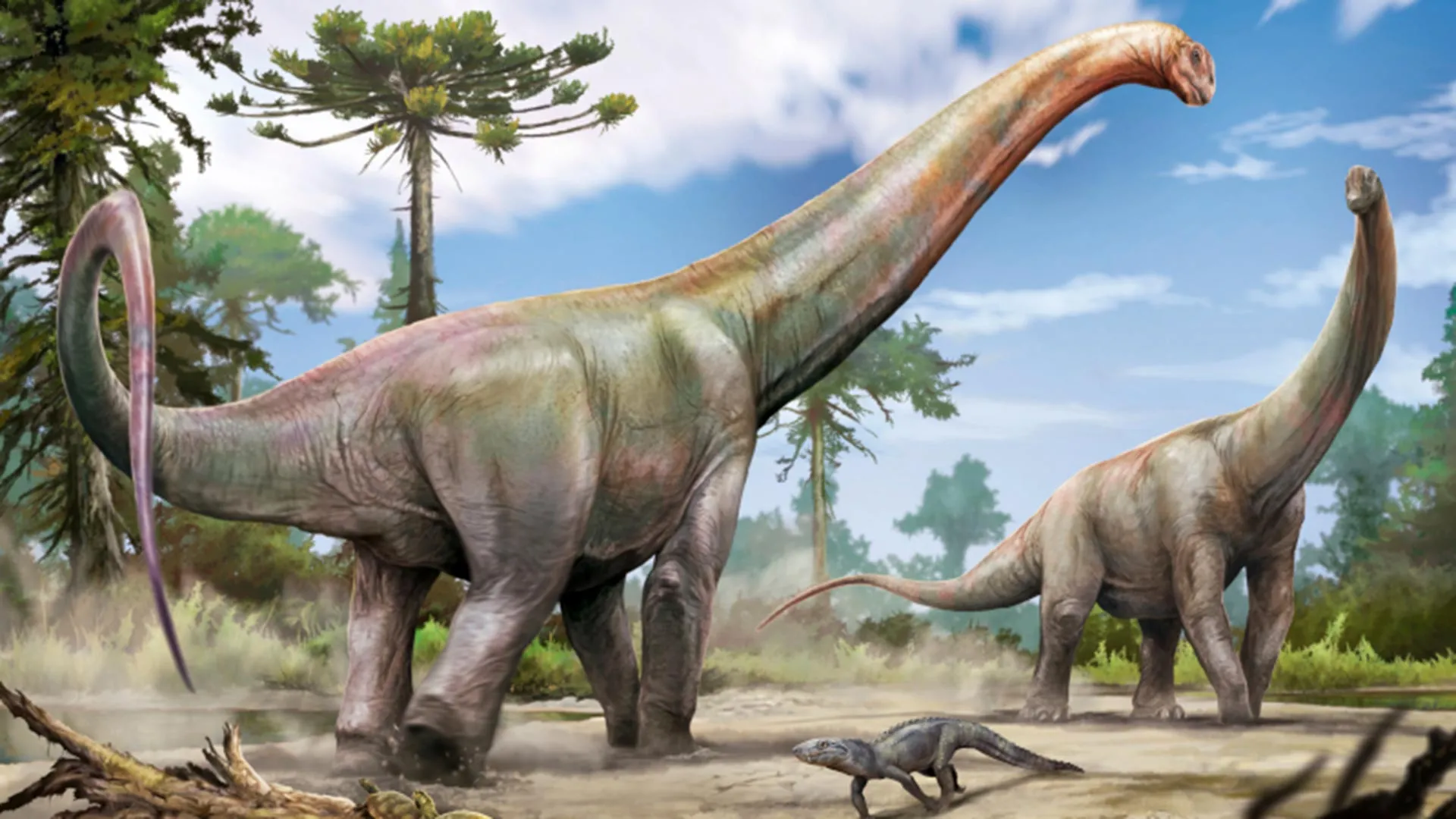Reconstruction of the new giant dinosaur from Brazil