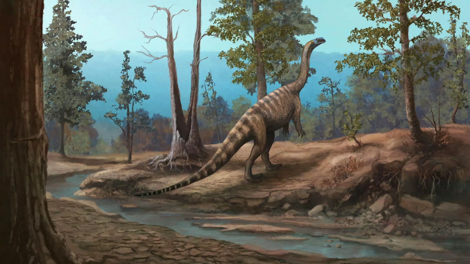 Reconstruction of the Triassic dinosaur Musango