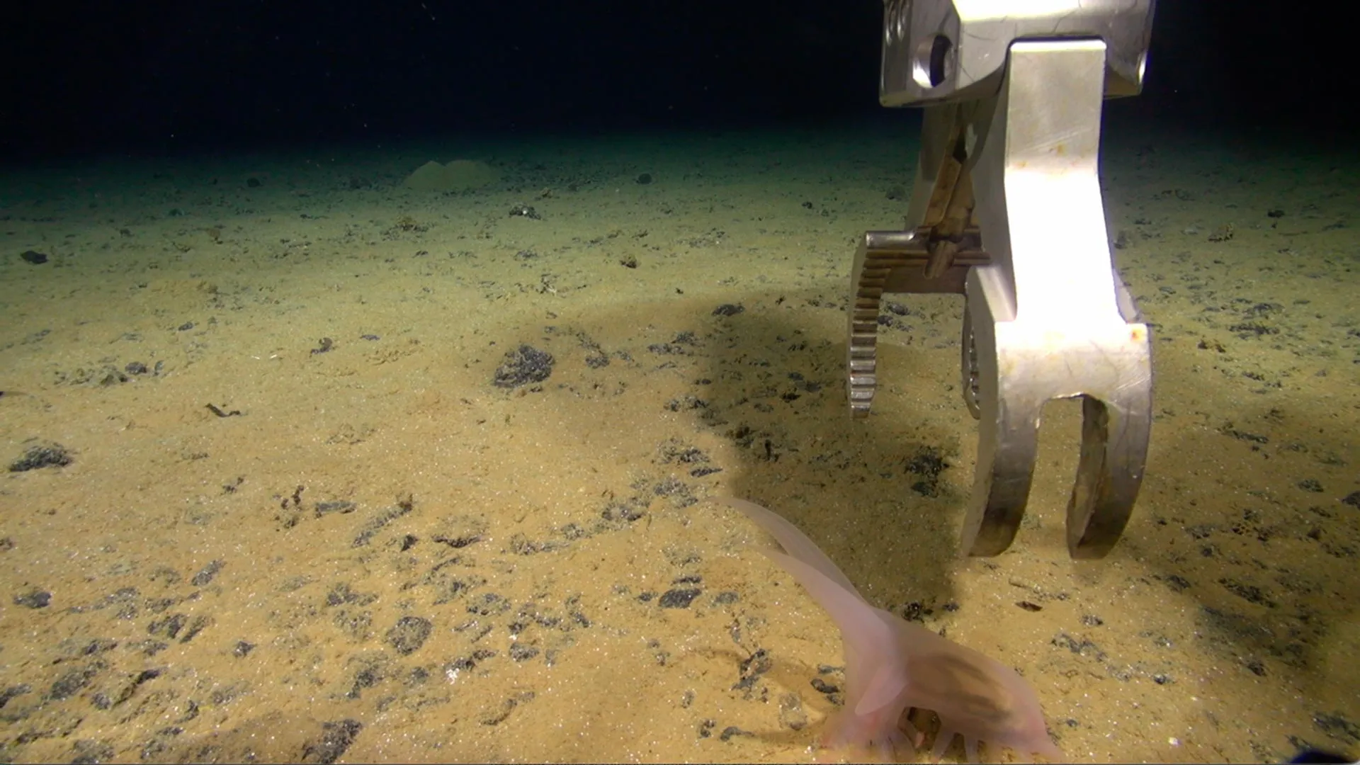 Sea pig photographed by ROV — nearly 800 species documented in Pacific deep-sea survey