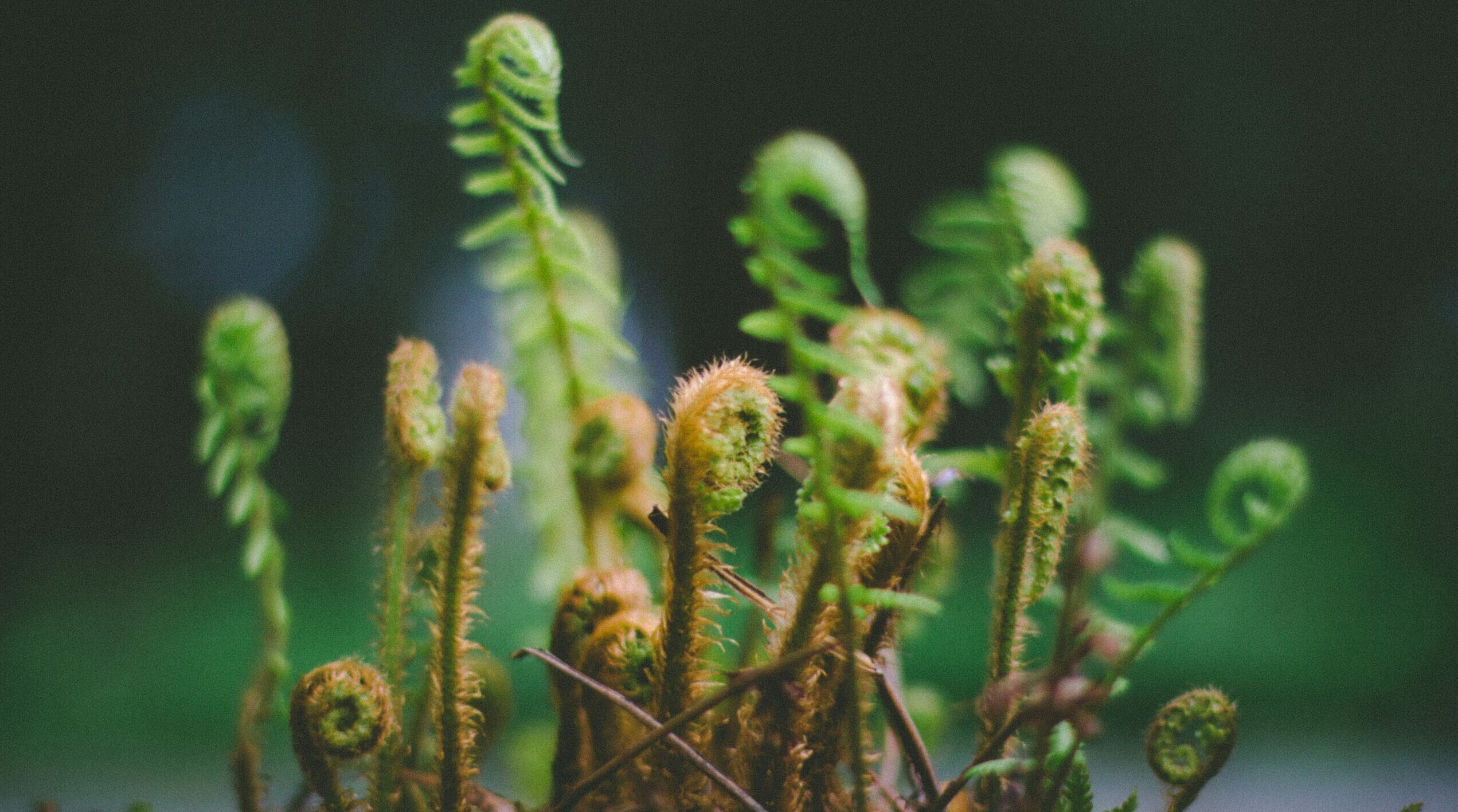 Nine Kiwi cleantech startups identified as capable of offsetting carbon emissions at NZ forest scale