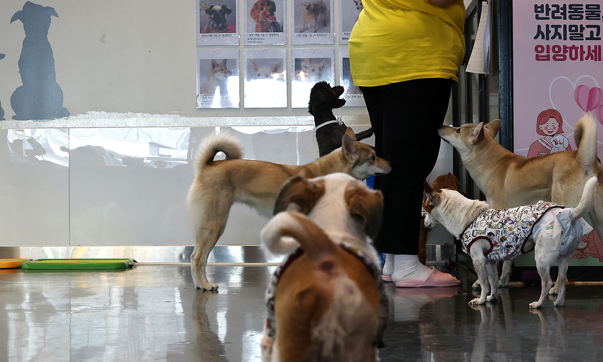 Segye Ilbo image regarding the animal abuse repeat prevention ownership ban policy
