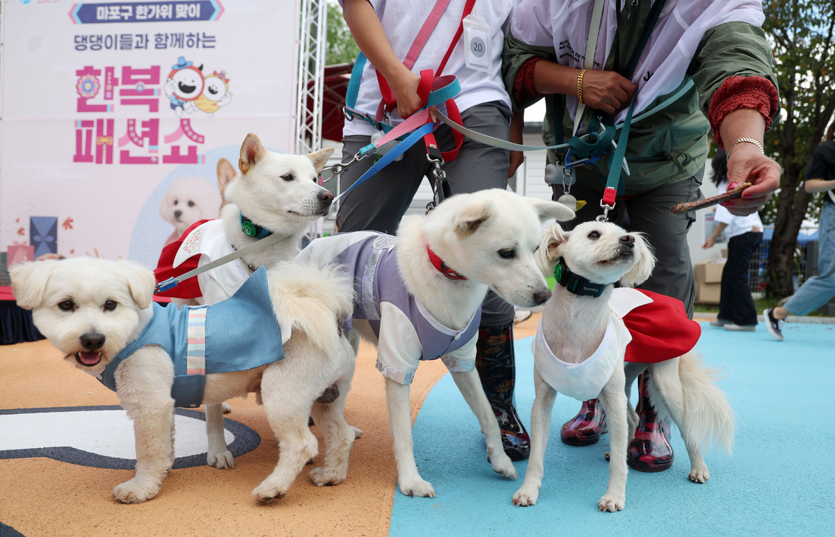Segye Ilbo image regarding rescued stray animals status