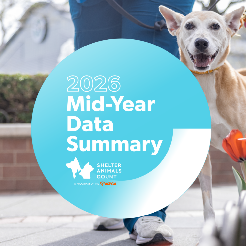 Shelter Animals Count Data