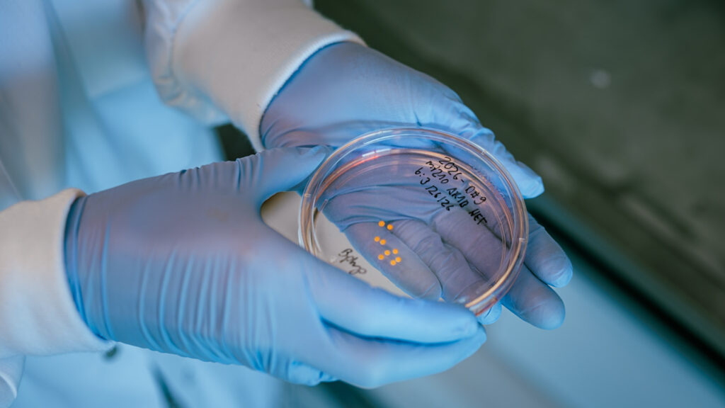 Brain organoids kept alive for years