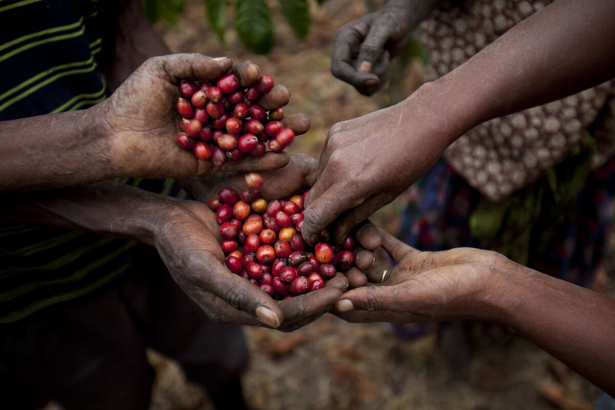 Ethiopian coffee bags ready for export, showing specialty grade quality standards