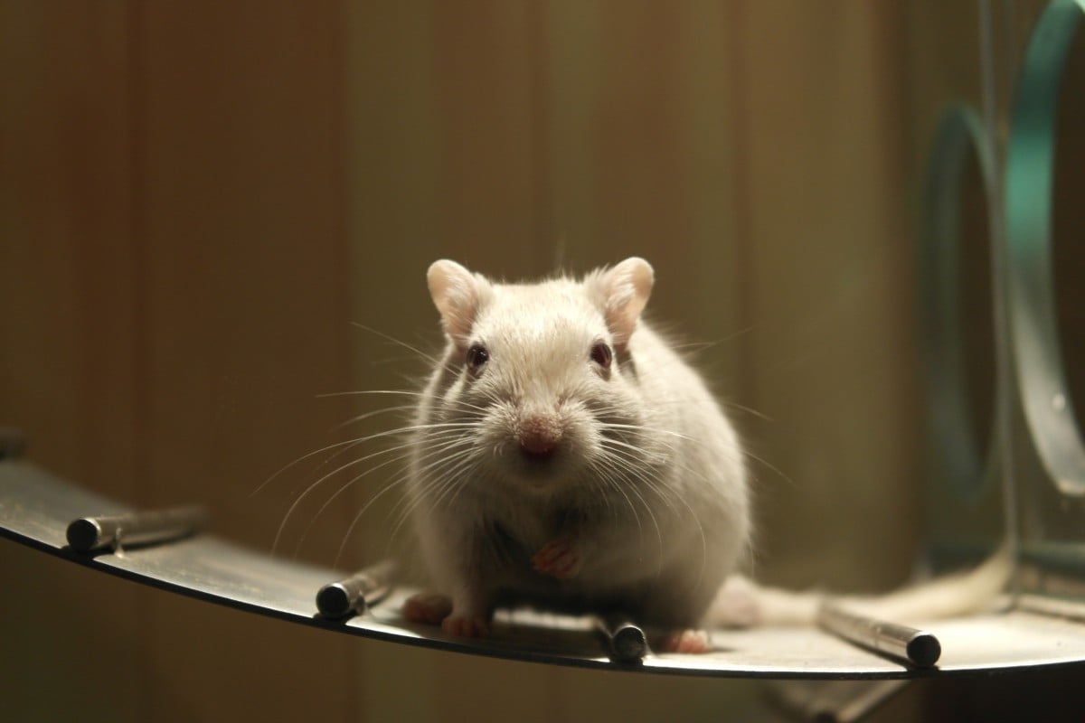 Mouse model used in aging research