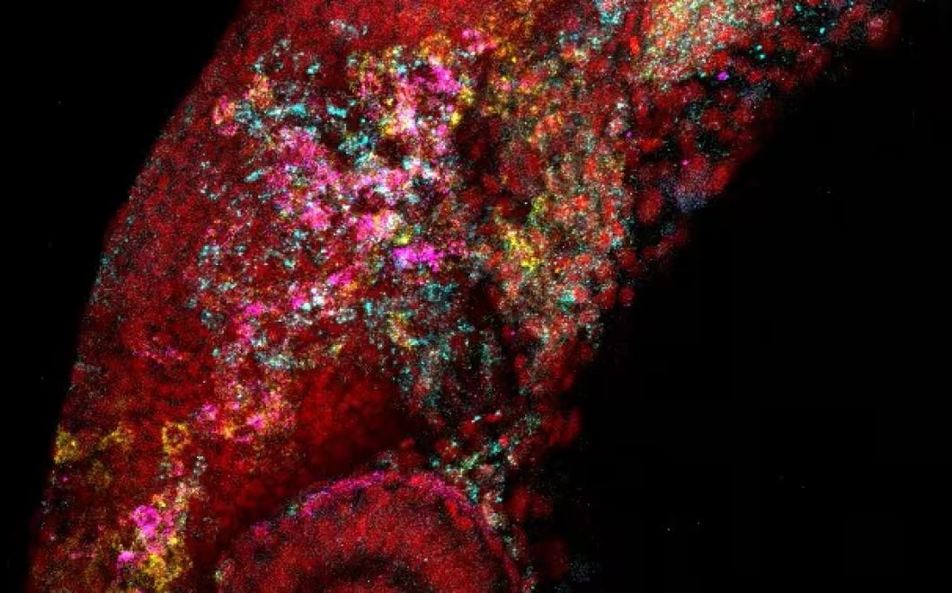 Cell fate prediction AI model research image