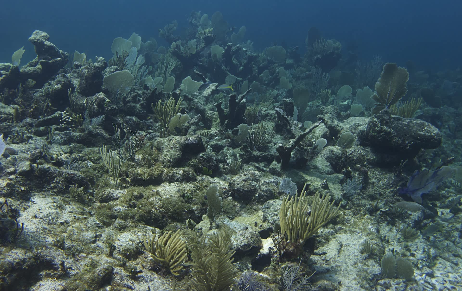 Eroding Caribbean coral reef — new research shows structural collapse is occurring far earlier than predicted following the record 2024 marine heatwave