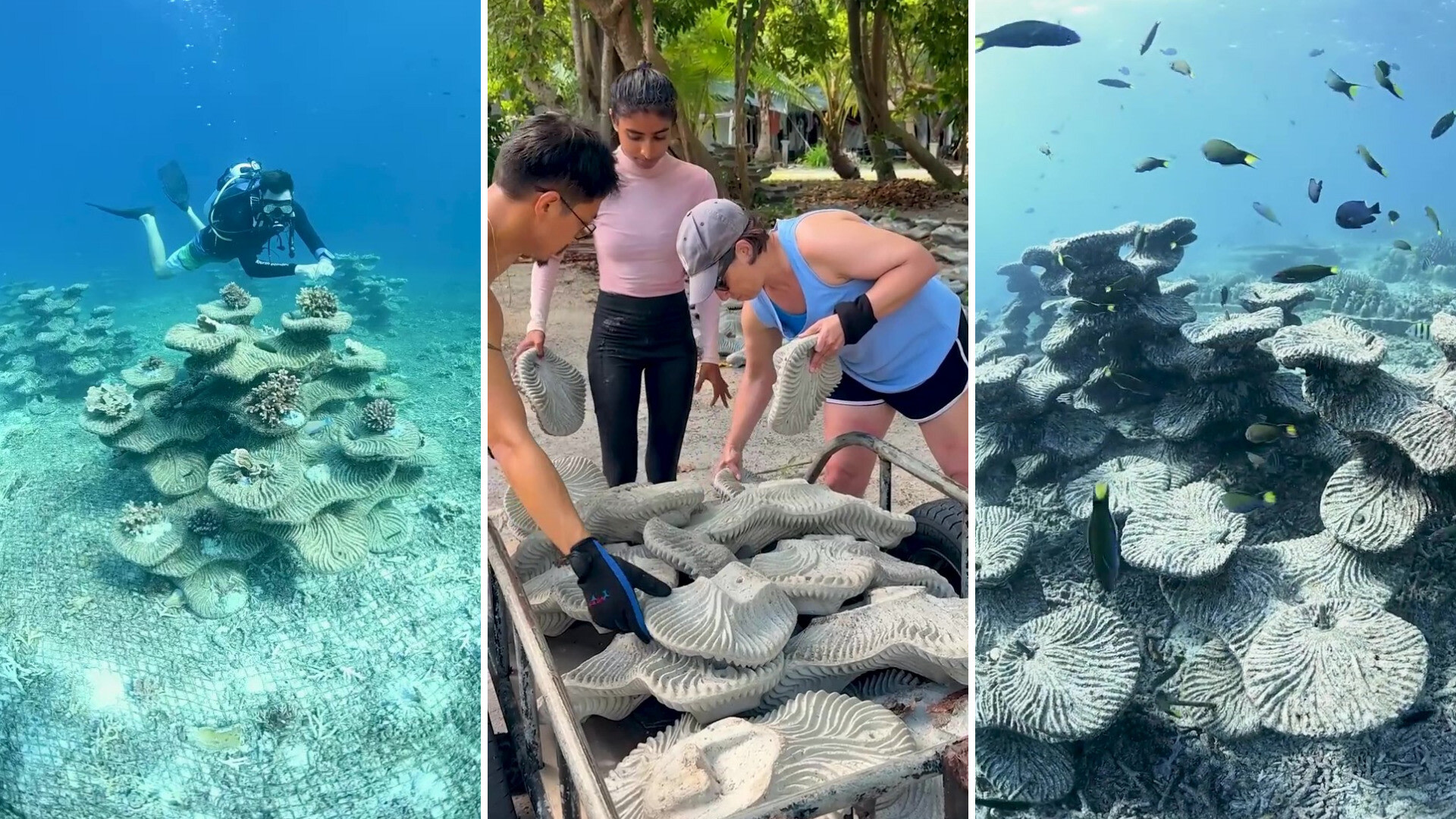 Coral reef restoration using concrete structures at Pom Pom Island, Malaysia