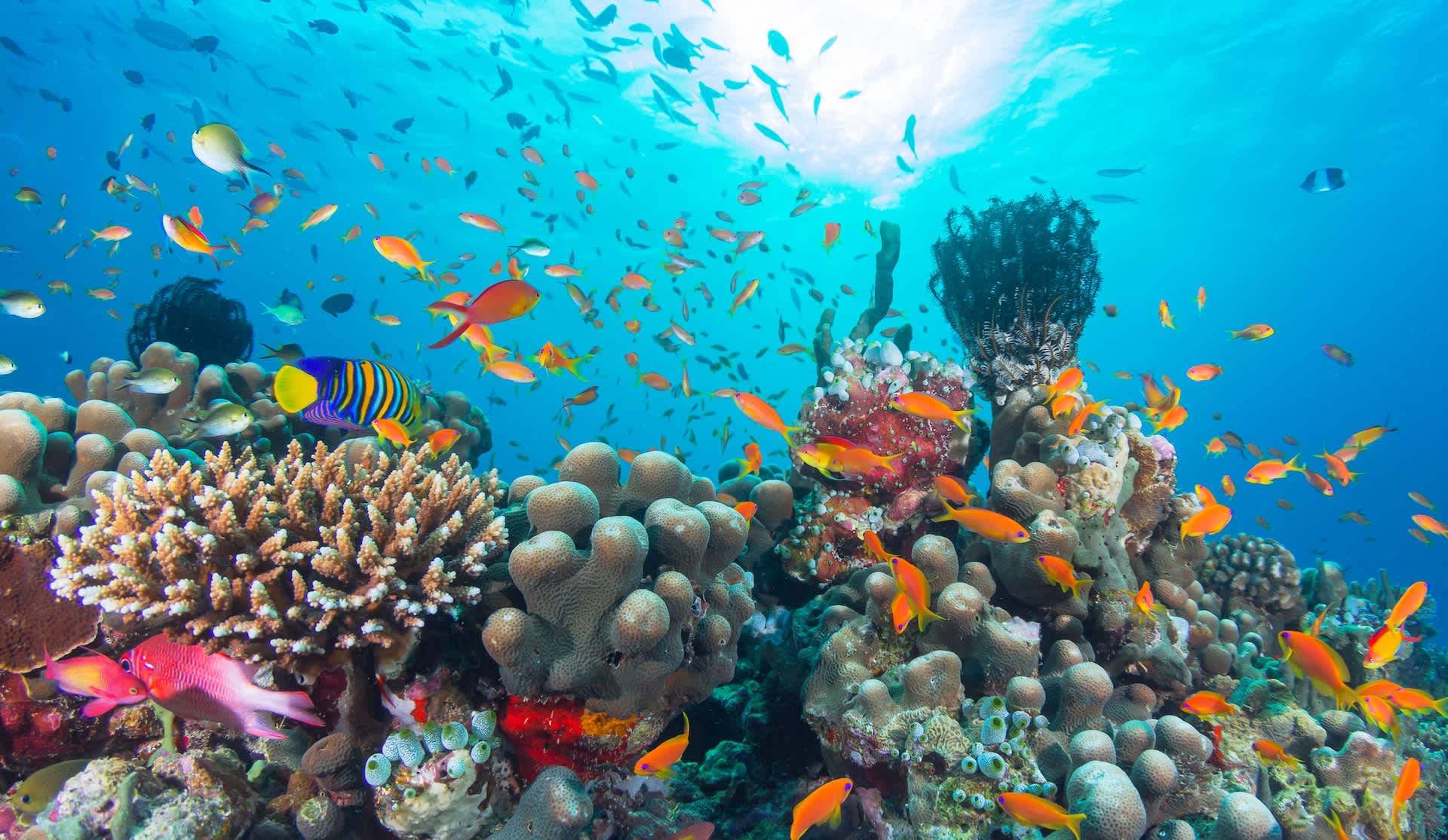 Marine species discovery by Ocean Census teams