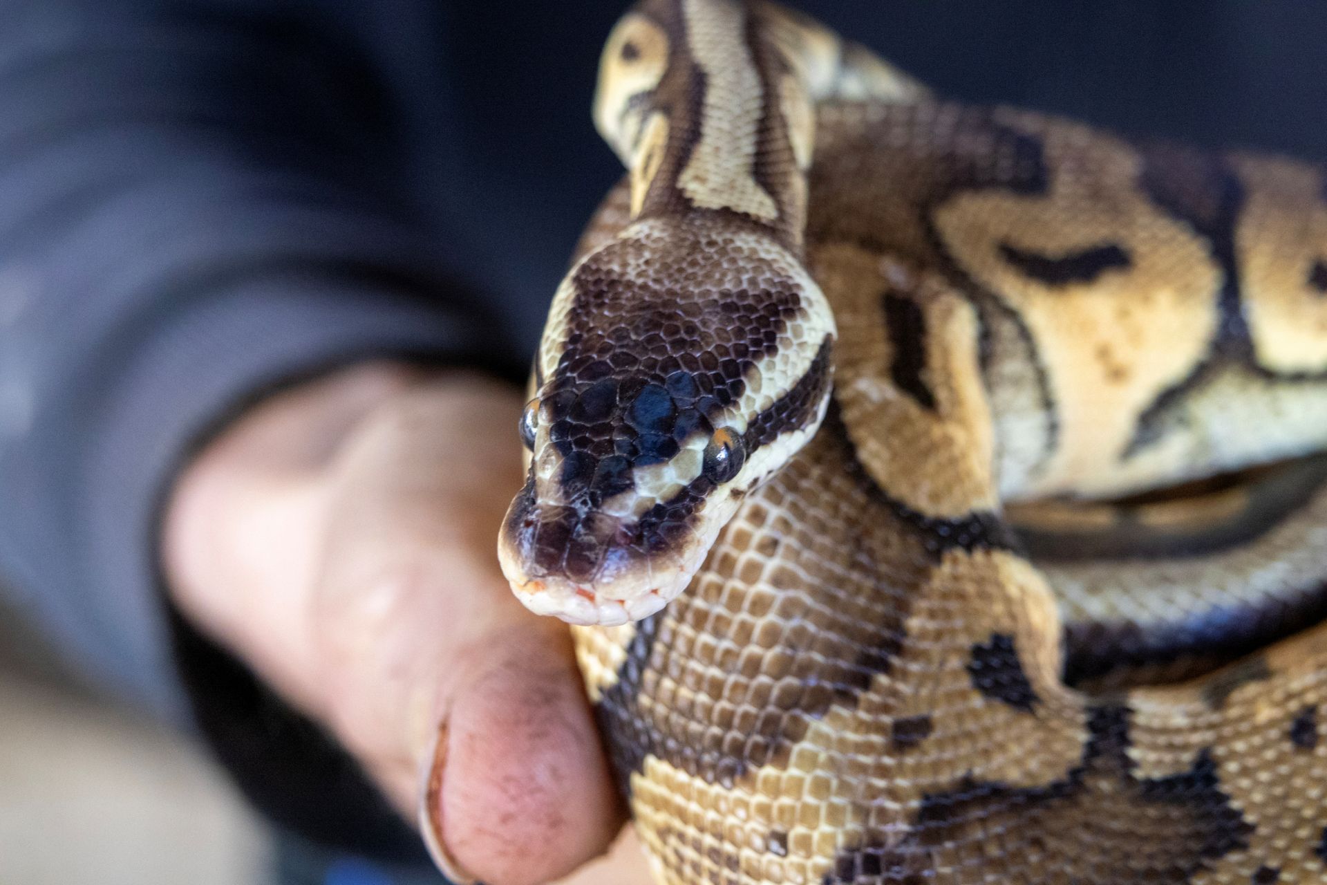 Royal python, a species frequently trafficked across international borders