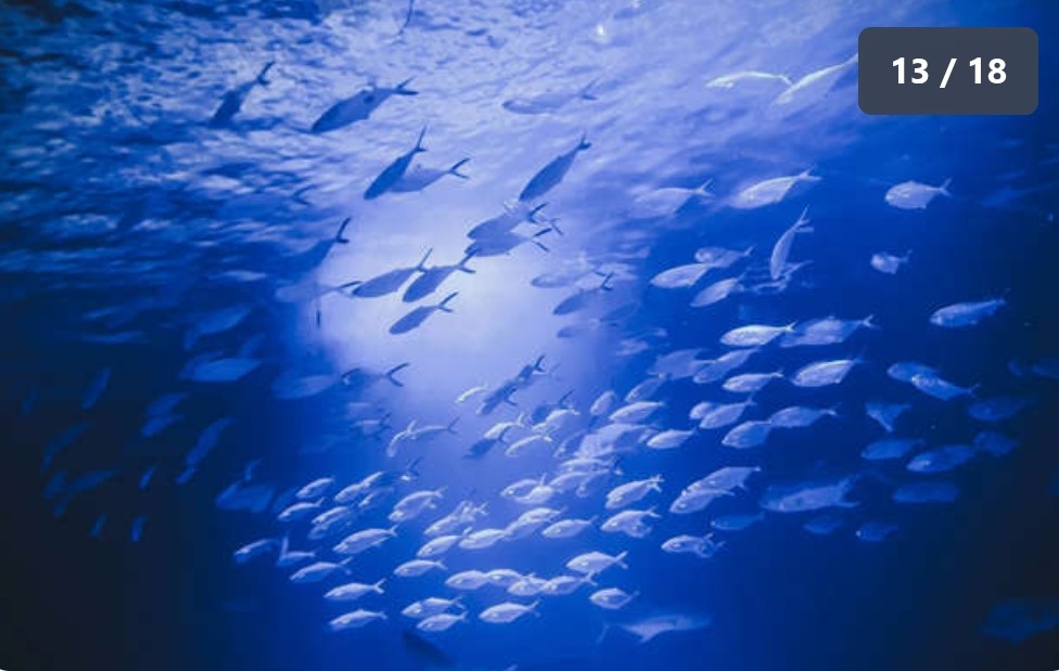 Radioactive waste barrels on the deep Atlantic seafloor