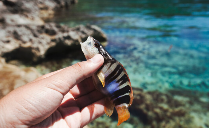 NOAA's new coral resilience strategy — the most ambitious U.S. government marine conservation plan in 20 years, according to scientists