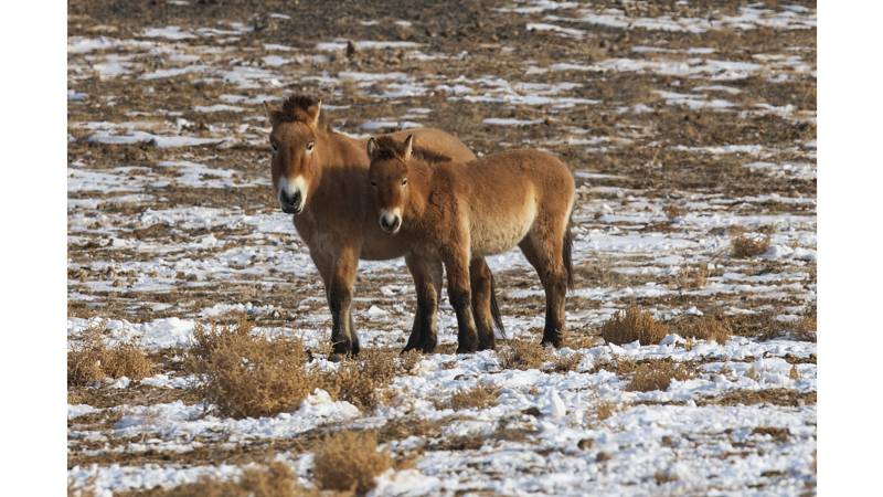 Przewalski's horses in their natural habitat