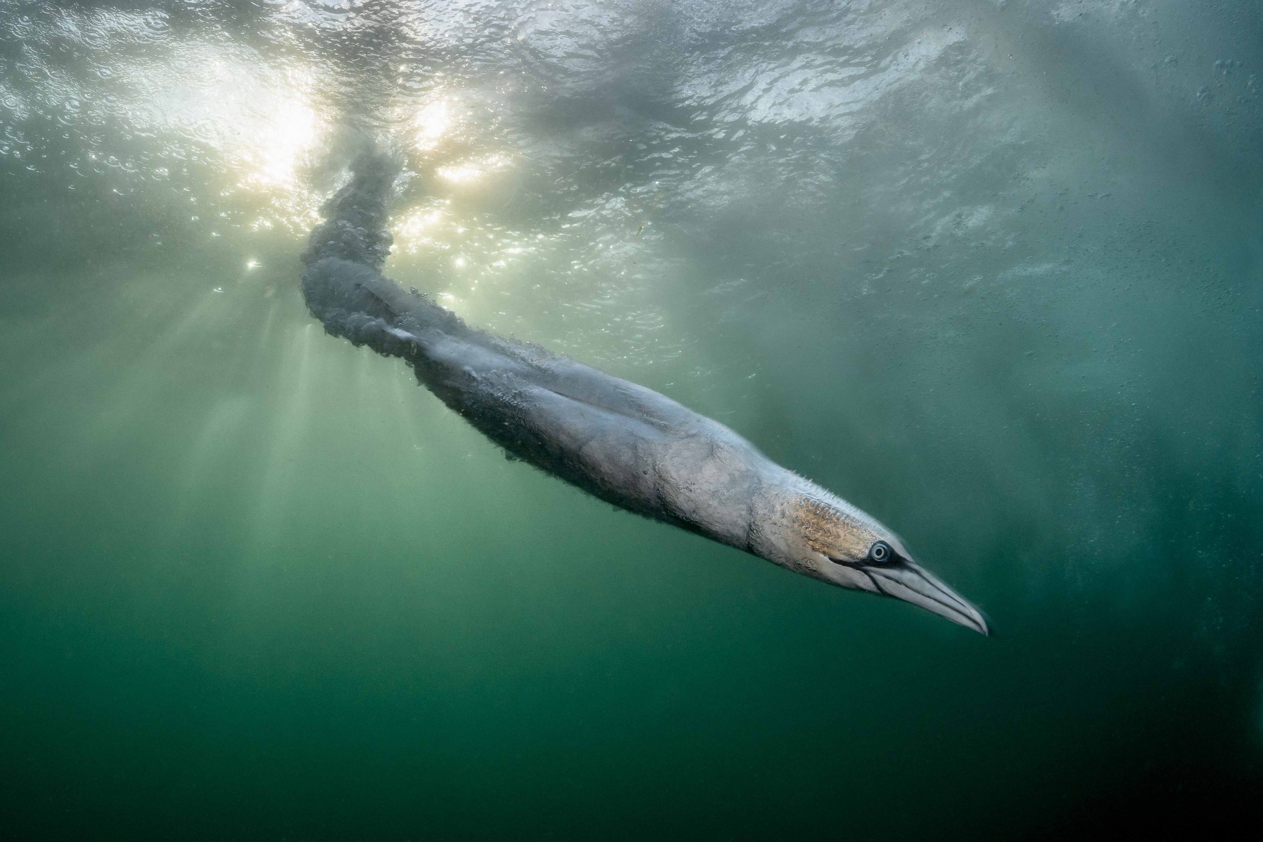 Bird Photographer of the Year 2026 Winner