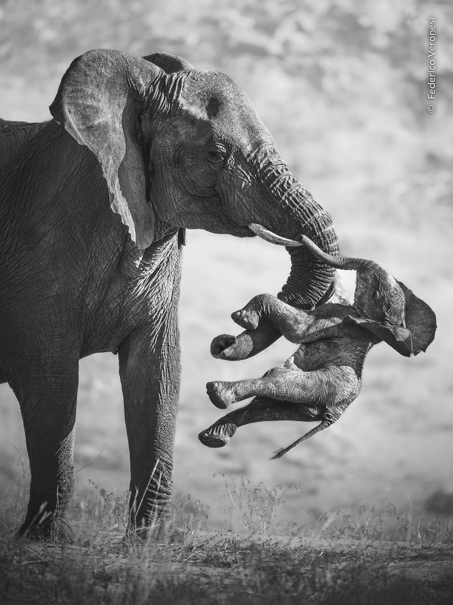 Federico Veronesi's Winning Image