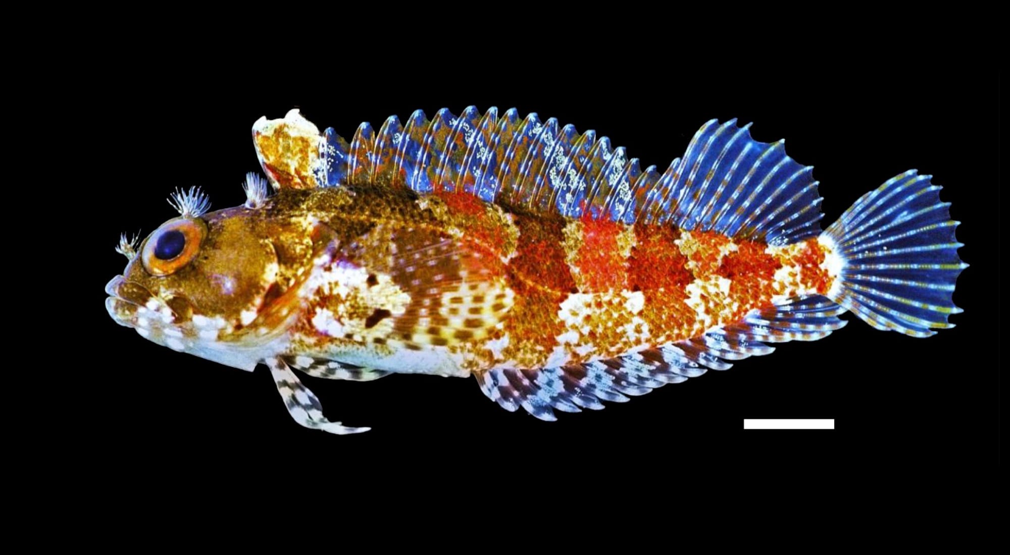 Newly discovered ghost shark species from the Ocean Census expedition