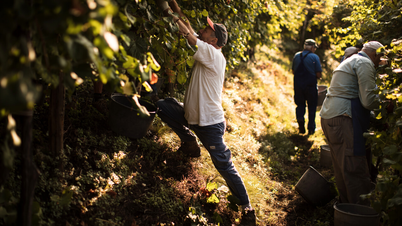 Vineyards in the Valdobbiadene area during the pre-harvest period