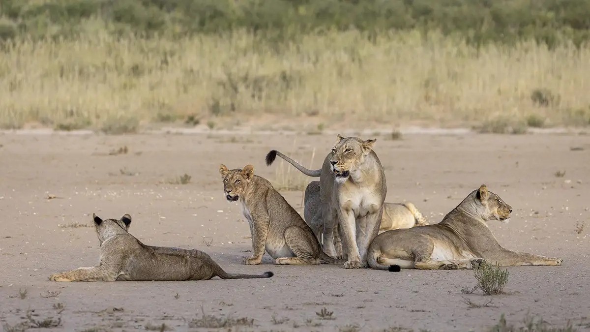 Cross-border conservation effort in southern African landscape