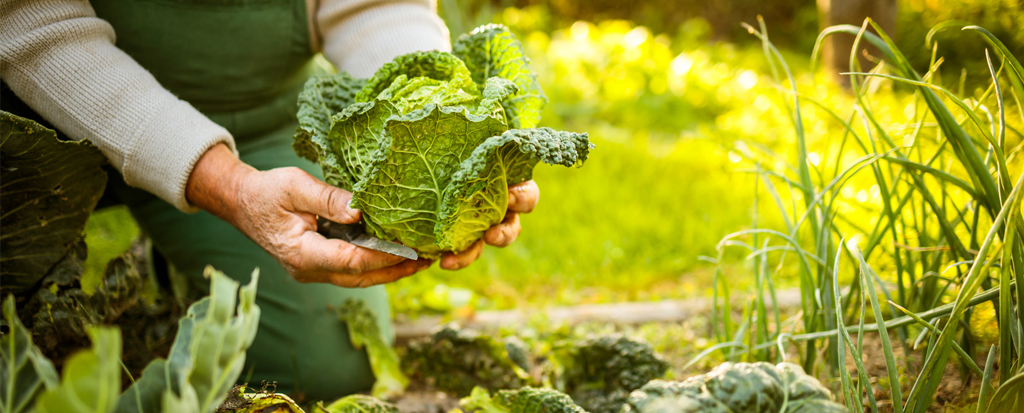Permaculture design integrates composting, water capture, and vegetable gardens into sustainable systems
