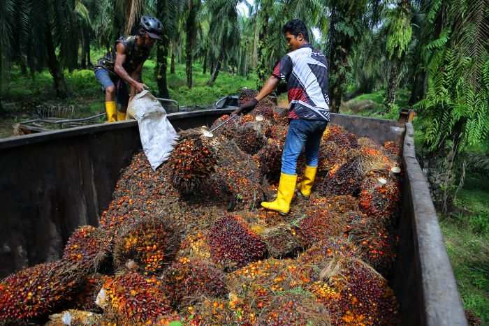 Palm oil plantation view