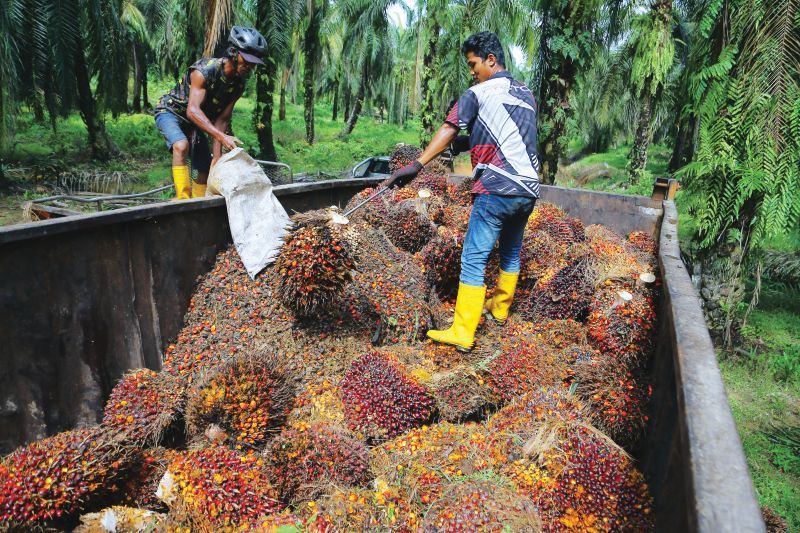 Palm oil plantation