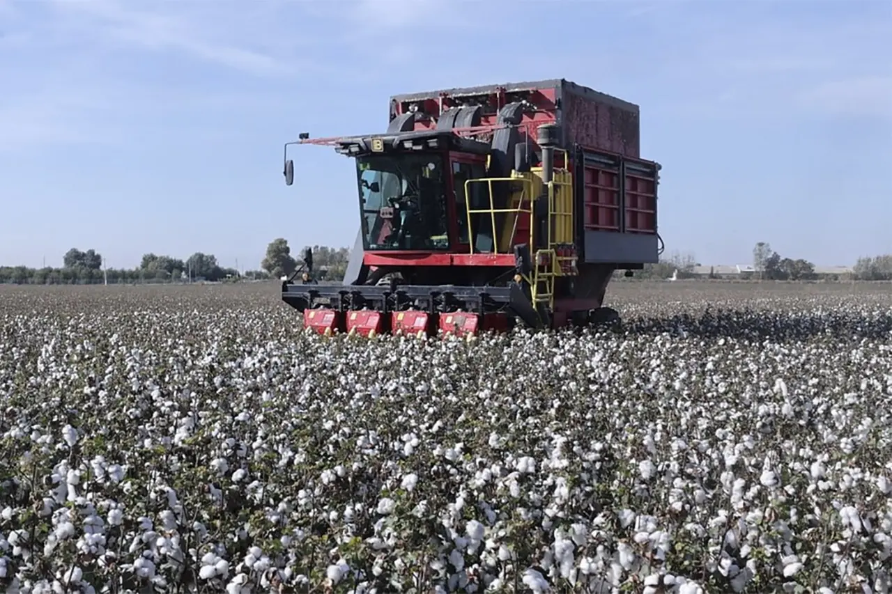 Mechanized cotton harvesting in Uzbekistan