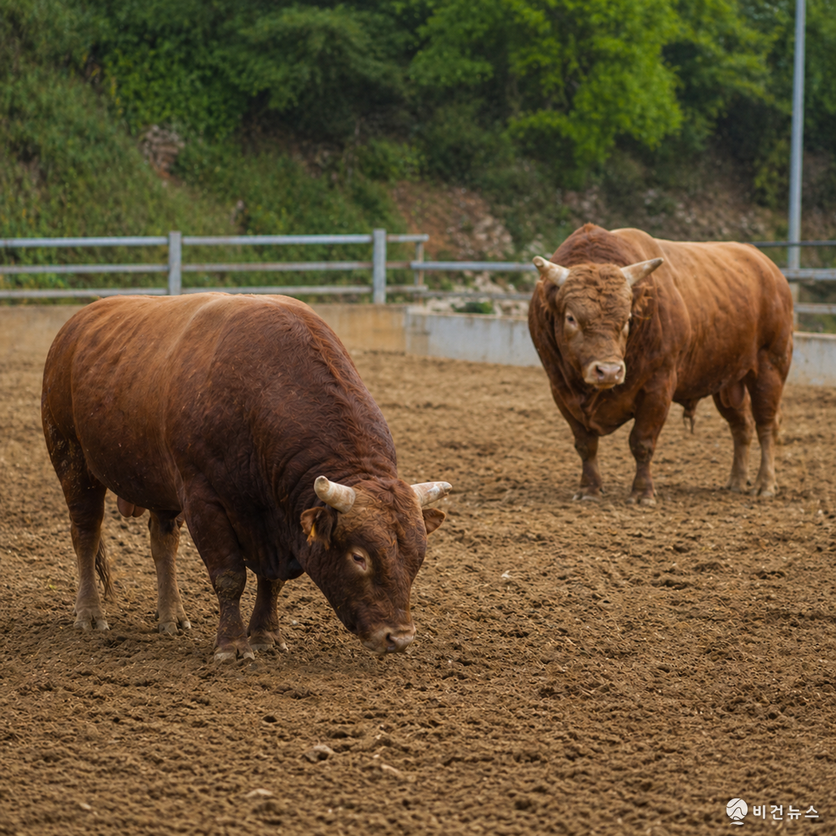 Statement demanding a bullfighting ban