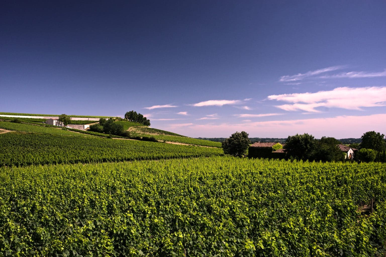 Bordeaux vines under heat stress during the 2026 harvest
