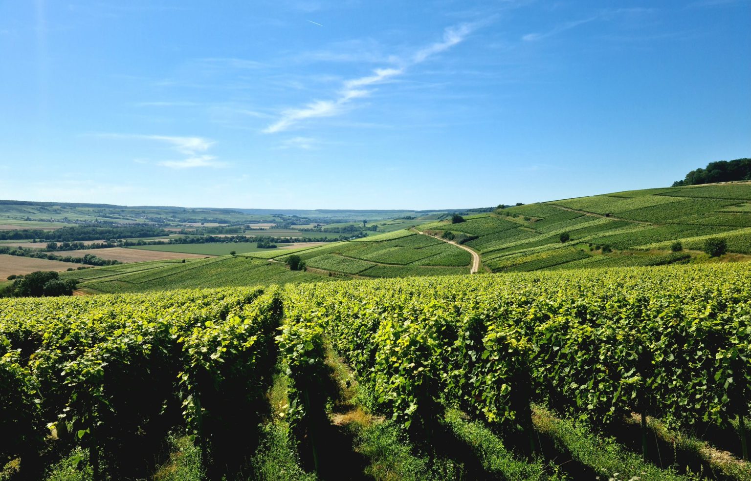 Champagne vineyard landscape