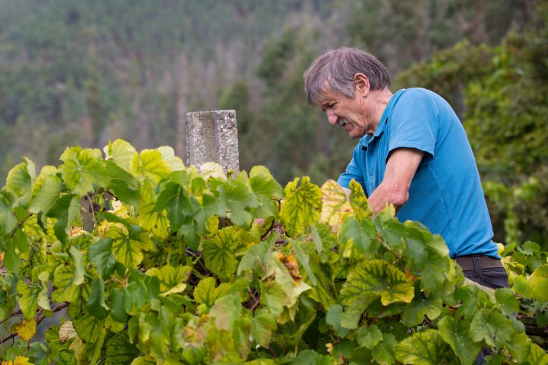 French vineyard harvest scene