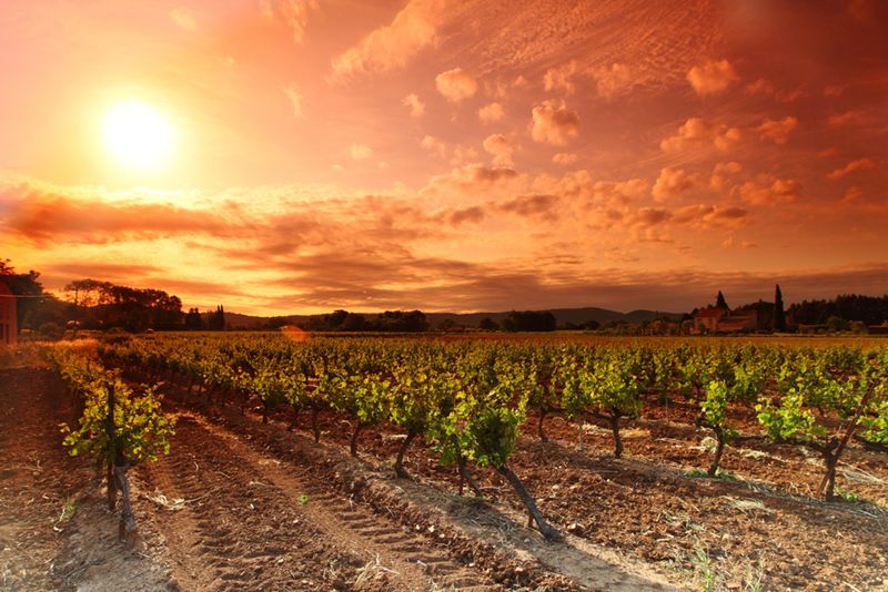 French vineyard scene illustrating the 2026 harvest challenges