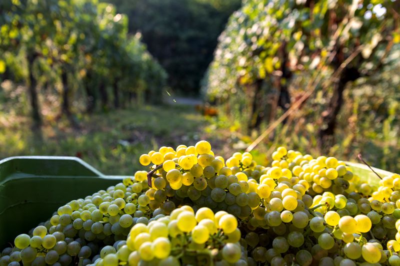 Champagne vineyard scene illustrating the 2026 harvest conditions