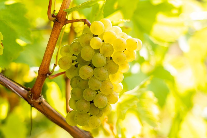 Prosecco vineyard during harvest season