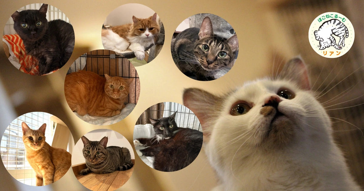 Announcement from Hogo Neko Cafe Lien regarding closure