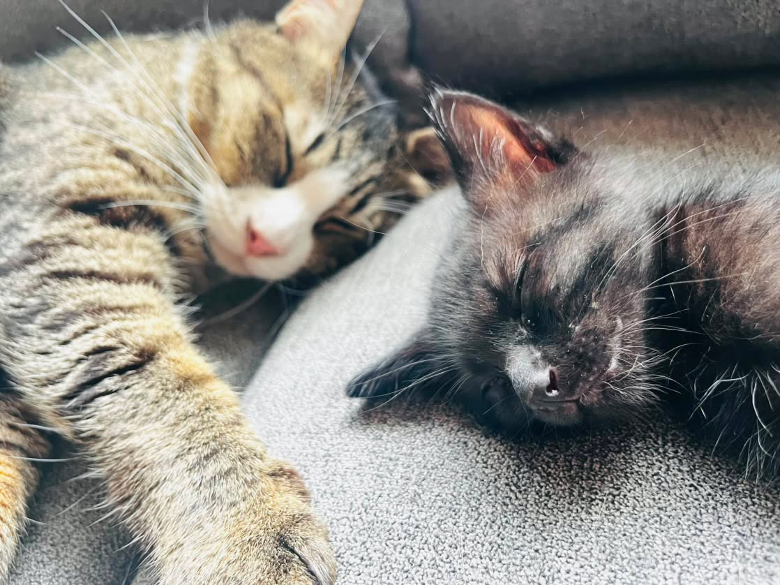 Nekoyasumi Rescue Cat Cafe