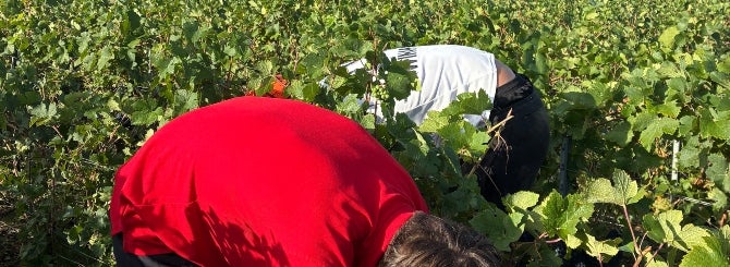 Champagne grapes harvested early in the 2026 vintage