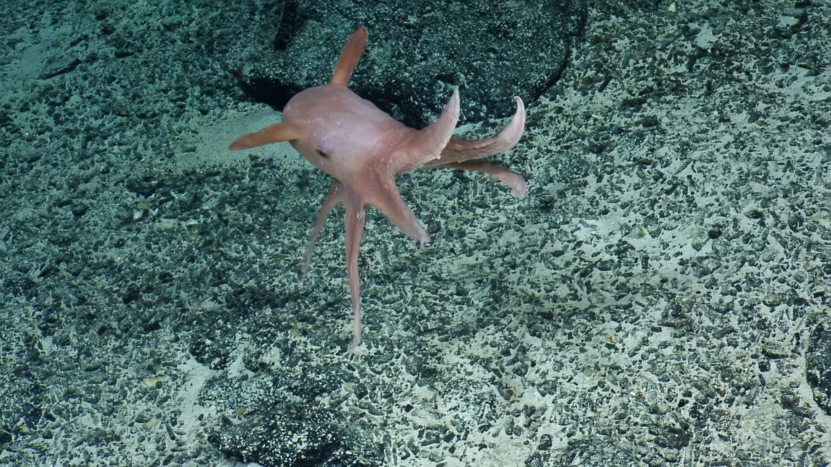 Deep sea octopus with ear-like fins