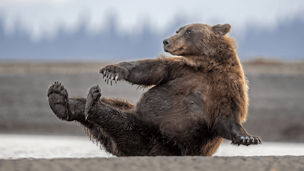 A bear stretching its limbs in a way that resembles a yoga pose