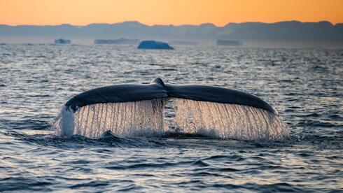Sperm whale vocalizations being analyzed by AI researchers