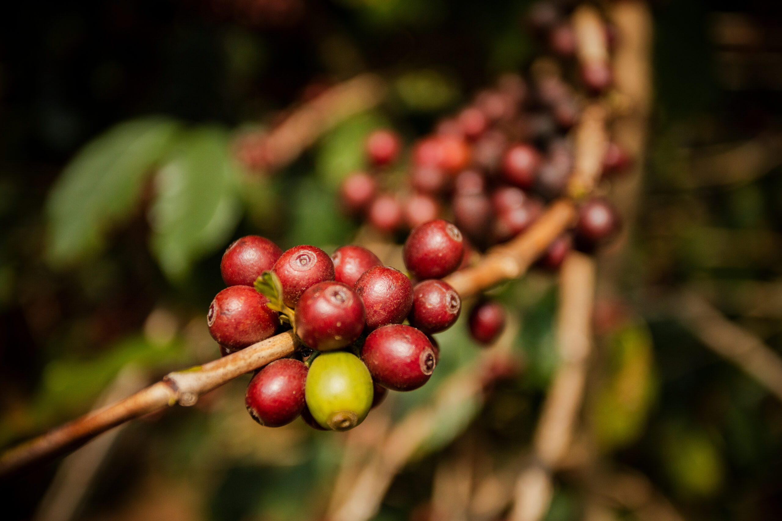 Coffee beans in a warehouse setting illustrating tight ICE stocks
